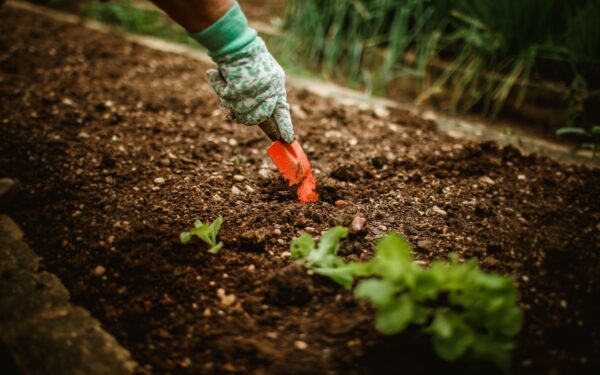 Summer sowing strategies for vegetables that thrive in the heat