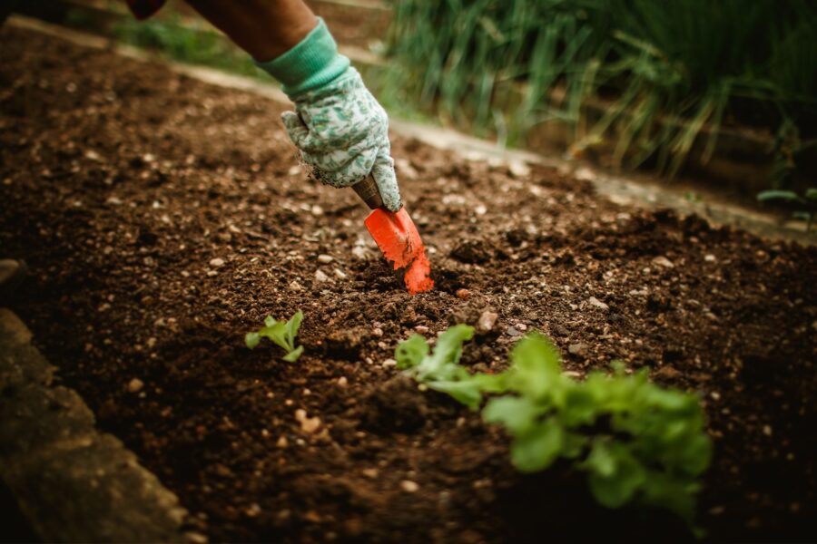 Summer vegetable bed