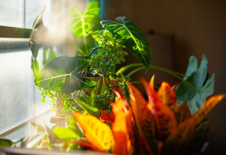 Indoor houseplants windowsill