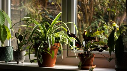 Summer watering habits that actually help your houseplants