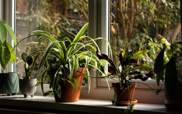 Summer watering habits that actually help your houseplants