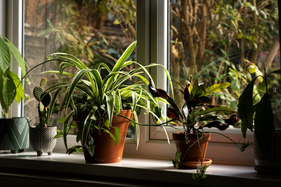 Indoor houseplants windowsill