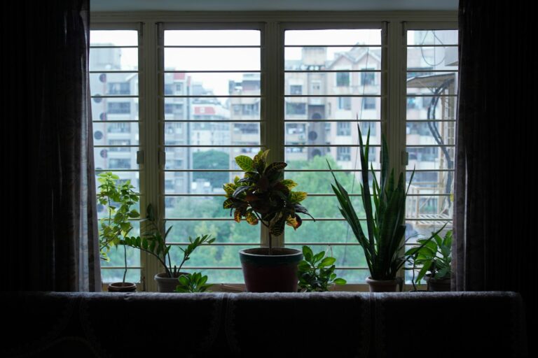 Window sill houseplants bright sun shade cloth over