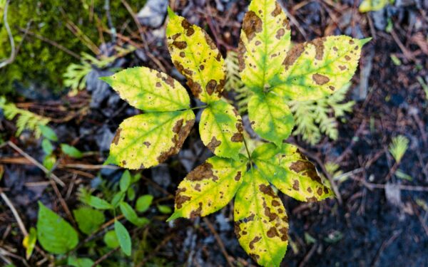 Sunburned foliage in home plots: how to spot, prevent and gently repair leaf scorch