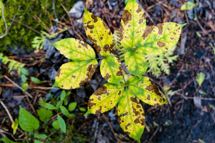 Sunburned leaves outdoor plant close