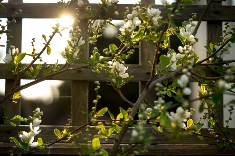 Garden trellis climbing