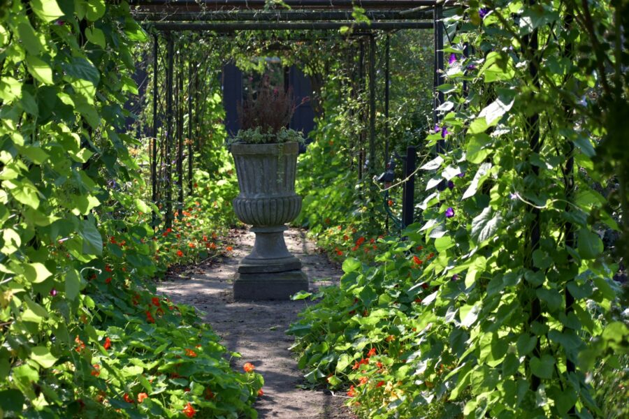 Garden trellis climbing