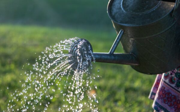Morning vs evening watering in the garden: how to choose the best routine