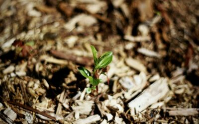 Simple mulching tips that help your yard keep moisture and stay healthy