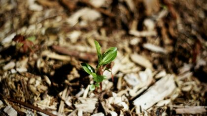 Simple mulching tips that help your yard keep moisture and stay healthy