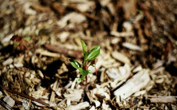 Simple mulching tips that help your yard keep moisture and stay healthy