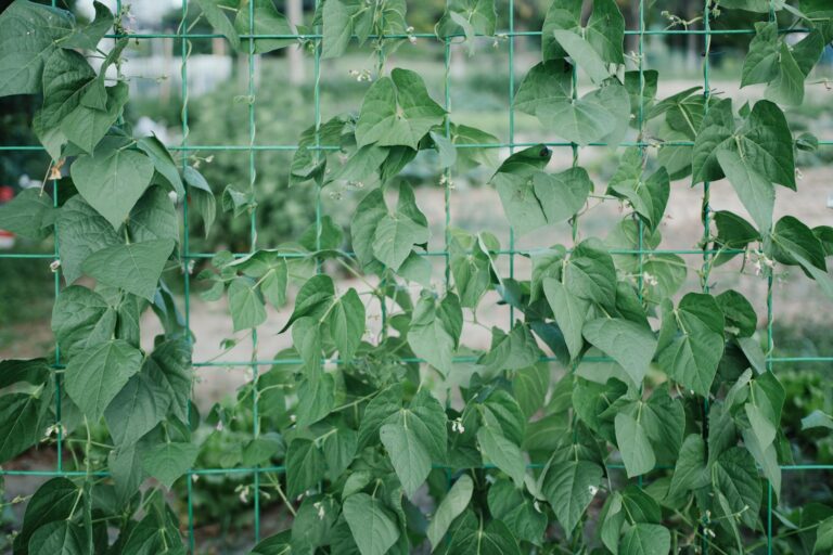 Climbing beans garden trellis vertical tomato plants string