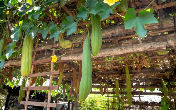 Vertical vegetable beds for productive harvests in tight spaces