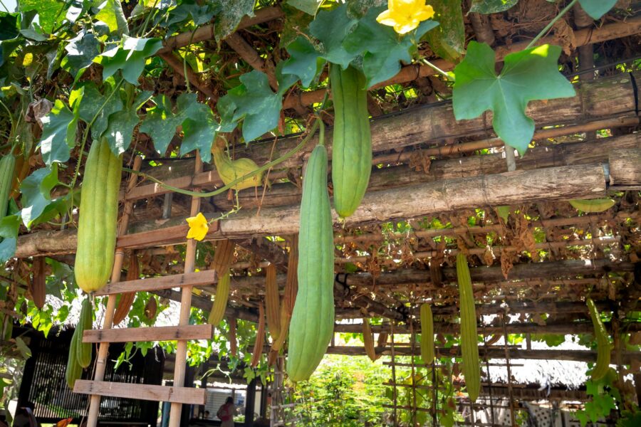 Vertical vegetable trellis beans cucumbers garden bed