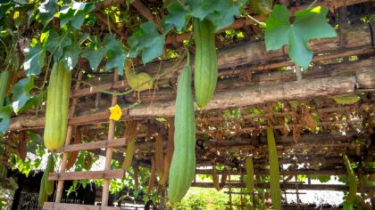 Vertical vegetable beds: how to grow more food in less space