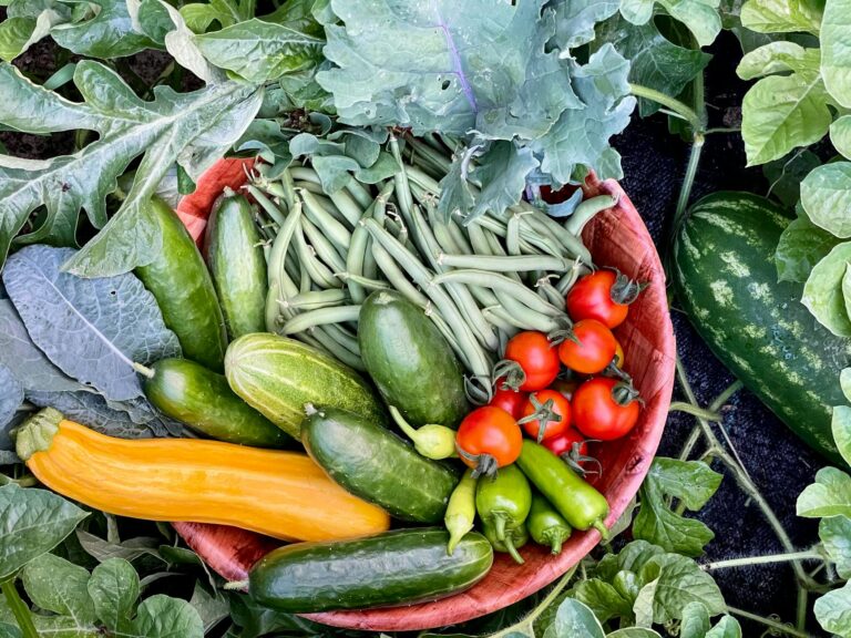 Vertical vegetable bed trellis cucumbers beans