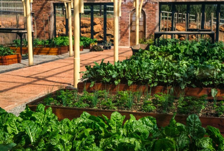 Raised bed peas trellis drip irrigation vegetable bed