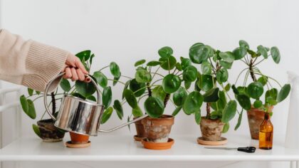 Watering indoor plants with confidence: a simple guide to timing, tools and techniques
