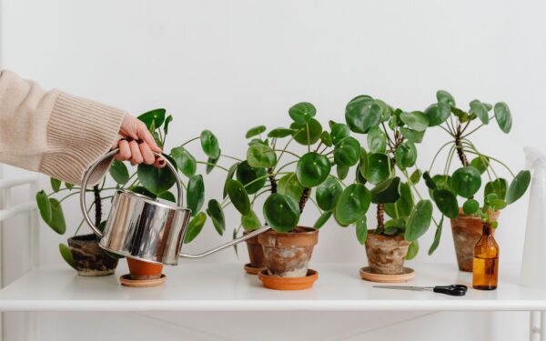 Watering indoor plants with confidence: a simple guide to timing, tools and techniques