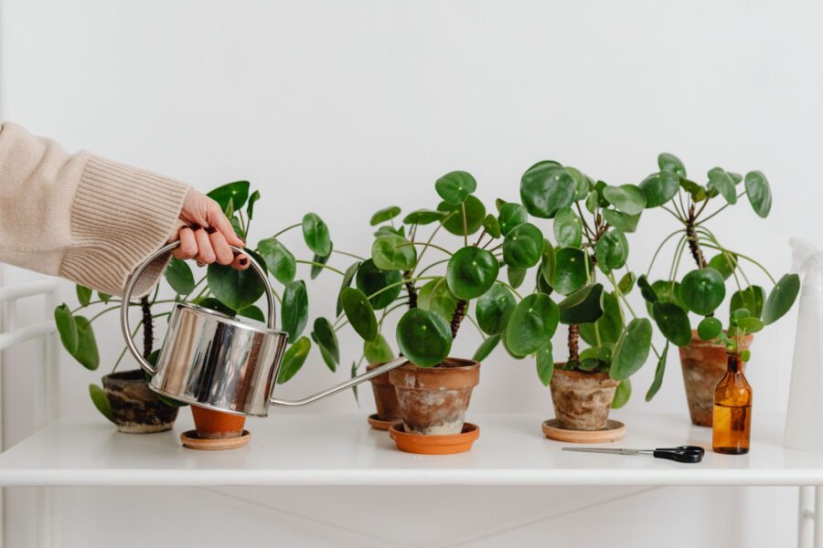 Indoor plant shelf