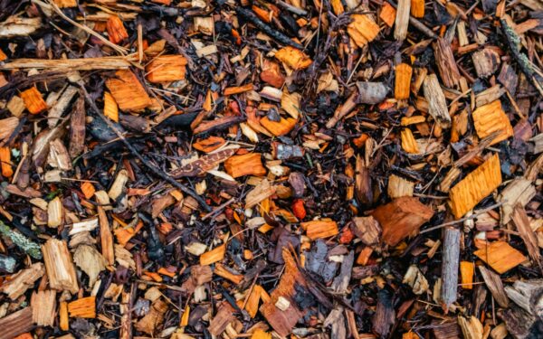 Watering roots, not leaves: simple techniques that make every drop count