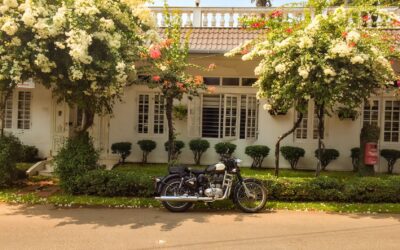 Welcoming driveway gardens that soften hard edges and add curb appeal