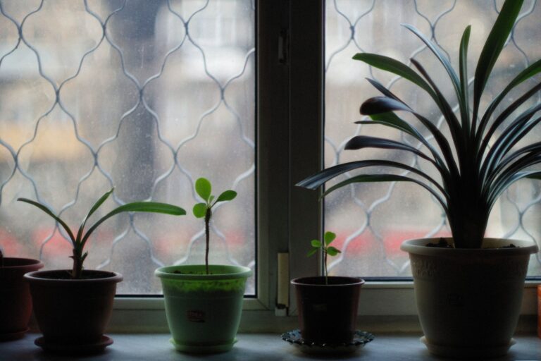 Potted plant wilted