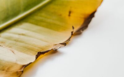 Why leaves turn crispy brown at the edges and how to help them recover