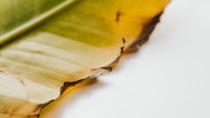 Why leaves turn crispy brown at the edges and how to help them recover
