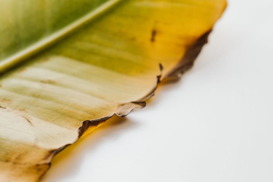 Brown leaf edges
