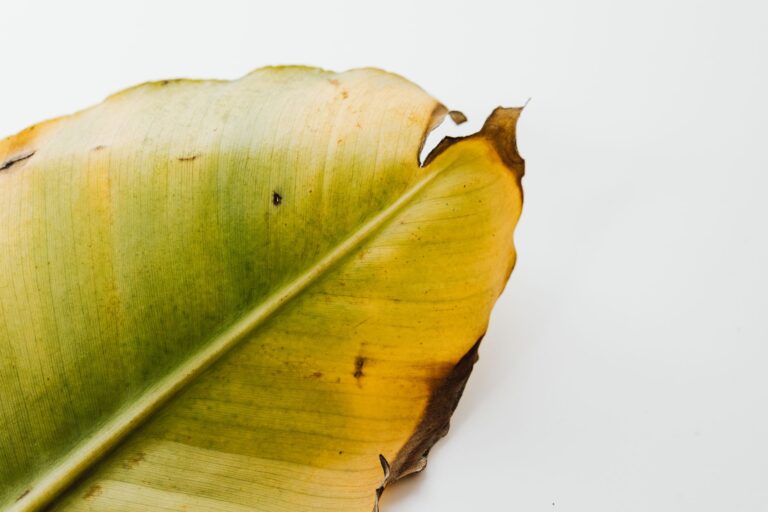 Brown leaf edges