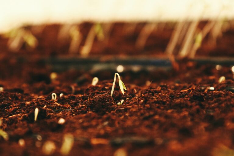 Seedling tray closeup