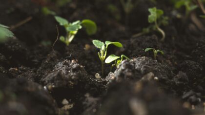 Why seedlings collapse and disappear: damping off disease and how to avoid it
