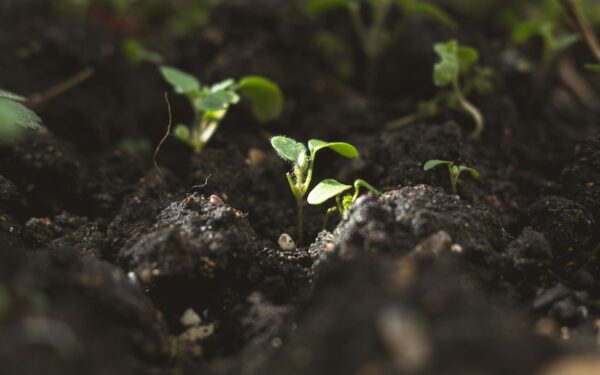 Why seedlings collapse and disappear: damping off disease and how to avoid it