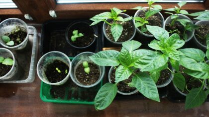 Why vegetable seedlings stop growing and how to get them thriving again