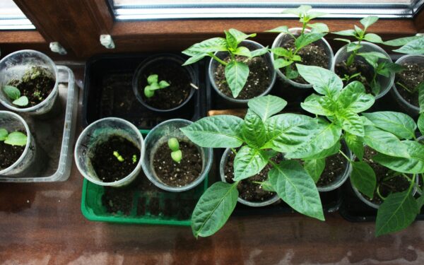 Why vegetable seedlings stop growing and how to get them thriving again