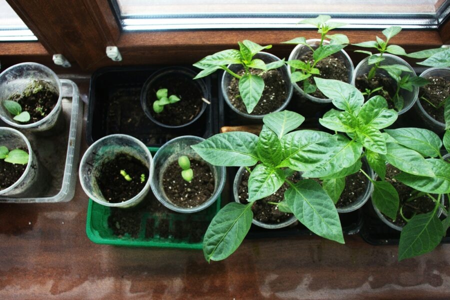 Vegetable seedlings pots