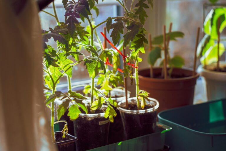 Vegetable seedlings pots
