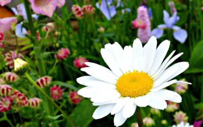 Why your garden is not blooming and how to encourage more flowers