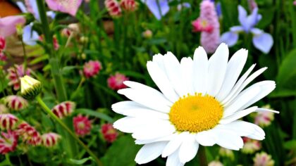 Why your garden is not blooming and how to encourage more flowers