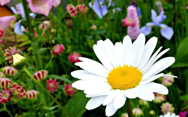 Why your garden is not blooming and how to encourage more flowers