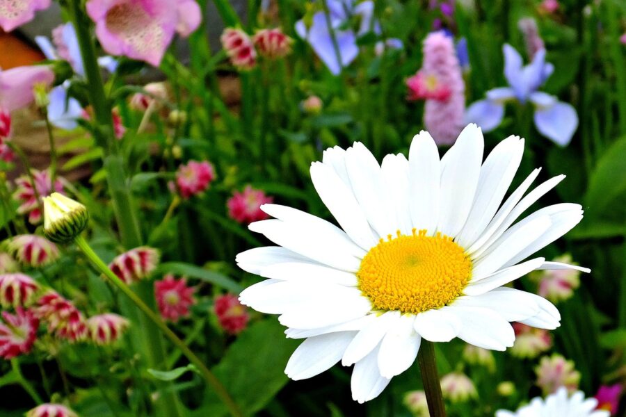 Flower garden border