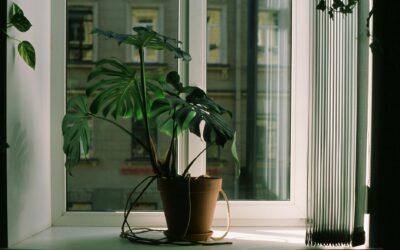 Why your houseplants droop: simple ways to revive sad, floppy foliage