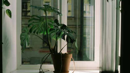 Why your houseplants droop: simple ways to revive sad, floppy foliage