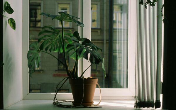 Why your houseplants droop: simple ways to revive sad, floppy foliage