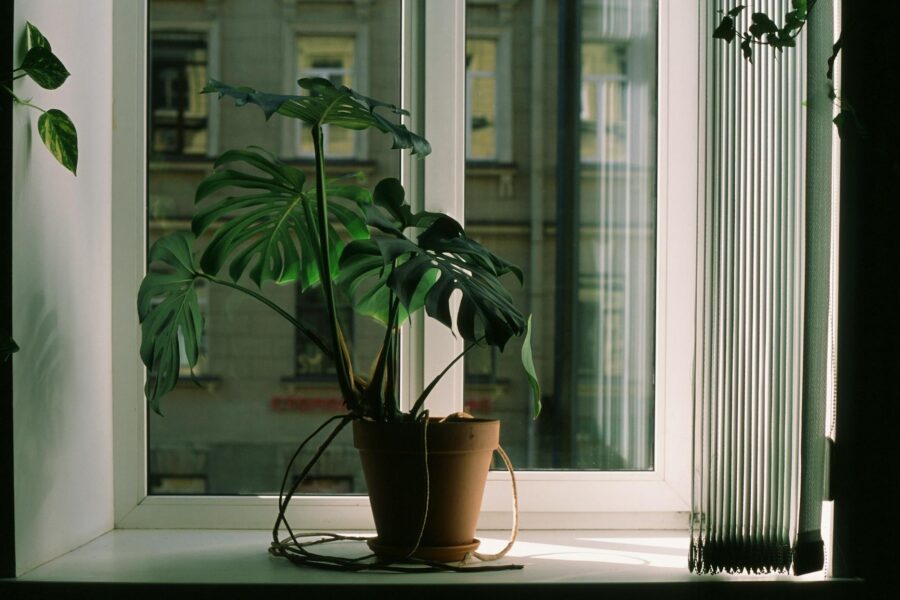 Indoor houseplant drooping