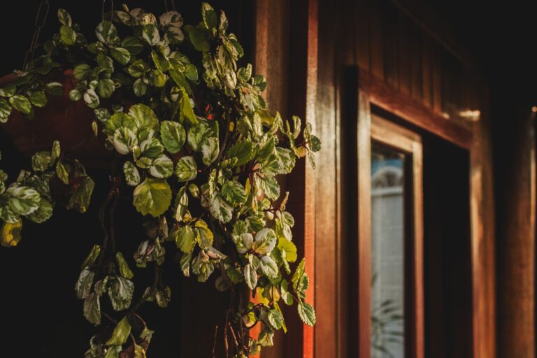 Indoor houseplant drooping