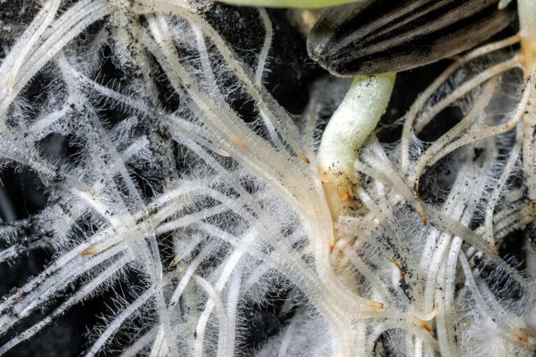 Watering houseplant close