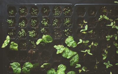 Why your seedlings stay tiny: common causes of stunted growth and how to fix them