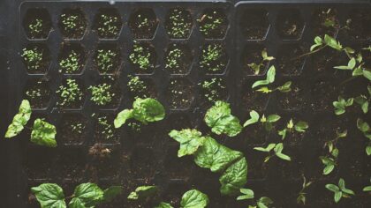 Why your seedlings stay tiny: common causes of stunted growth and how to fix them